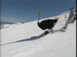 skiing ostrich.gif